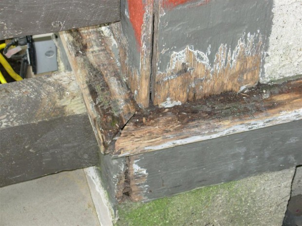 Wood Needs Repair